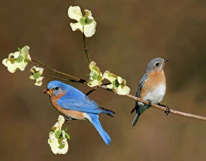 Eastern Bluebird - pair