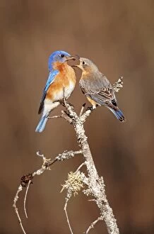 Eastern Bluebird - pair, courtship, male feeding female