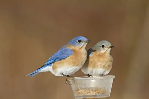 Eastern Bluebird - pair eating mealworms in winter at feeder Eastern Bluebird - pair eating mealworms in winter at feeder
