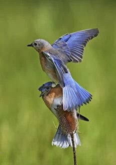 Eastern Bluebird pair, female landing on top of male