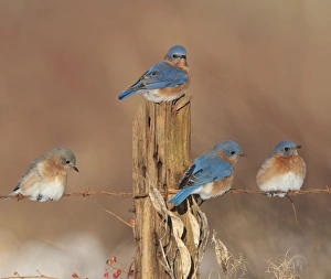 Eastern Bluebird - perched on barbed wire fencing in winter Eastern Bluebird - perched on barbed wire fencing in winter