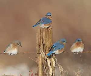 Post Prints: Eastern Bluebird - perched on barbed wire fencing in winter. Connecticut in January. USA