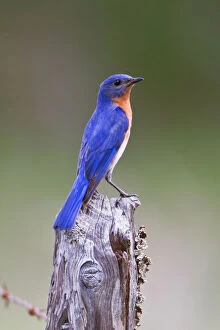 Flycatcher Gallery: Eastern Bluebird (Sialia sialis) adult male