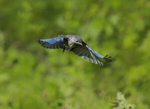 Bluebirds Gallery: Eastern Bluebird Sialia sialis Immature birds or fledg