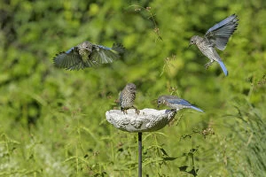 Eastern Bluebird Sialia sialis Immature birds or fledg