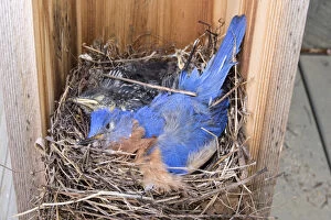 Nesting Gallery: Eastern Bluebird - Sialia sialis - This nest destroyed