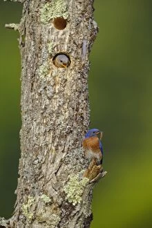Bluebirds Gallery: Eastern Bluebird Sialia sialis Nesting in a natural ca