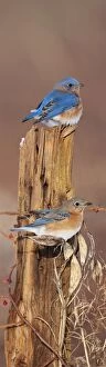 Tree Stumps Gallery: Eastern Bluebirds - in winter
