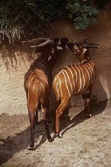 Images Dated 2nd July 2007: Eastern Bongo Antelope - male & female