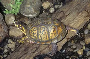 Eastern Box Turtle Eastern USA