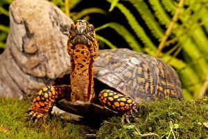 Shell Gallery: Eastern Box Turtle, Terrapene carolina