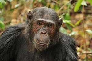 Images Dated 12th September 2008: Eastern Chimpanzee / Common Chimpanzee