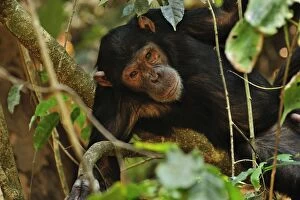 Images Dated 13th September 2008: Eastern Chimpanzee / Common Chimpanzee
