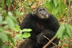 Chimpanzee Gallery: Eastern Chimpanzee / Common Chimpanzee alpha male