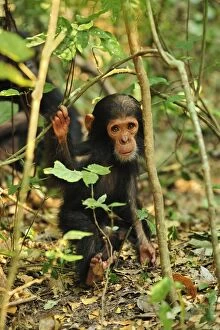 Images Dated 11th September 2008: Eastern Chimpanzee / Common Chimpanzee baby