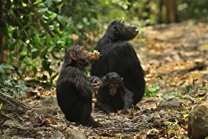 Chimpanzees Gallery: Eastern Chimpanzee / Common Chimpanzee with baby