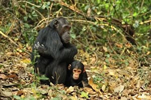 Images Dated 11th September 2008: Eastern Chimpanzee / Common Chimpanzee with baby