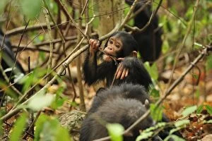Images Dated 12th September 2008: Eastern Chimpanzee / Common Chimpanzee with baby