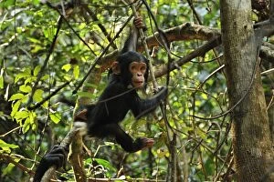 Images Dated 14th September 2008: Eastern Chimpanzee / Common Chimpanzee baby