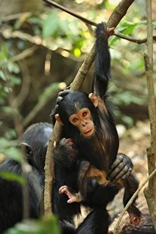 Images Dated 14th September 2008: Eastern Chimpanzee / Common Chimpanzee baby