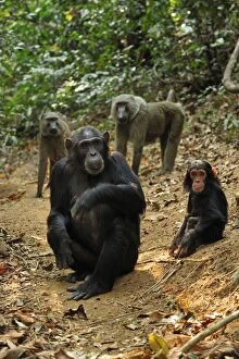 Images Dated 15th September 2008: Eastern Chimpanzee / Common Chimpanzee with baby