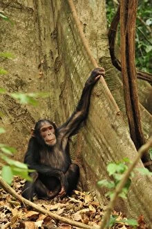 Chimpanzees Gallery: Eastern Chimpanzee / Common Chimpanzee buttress root