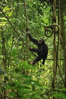 Chimpanzees Gallery: Eastern Chimpanzee / Common Chimpanzee calling