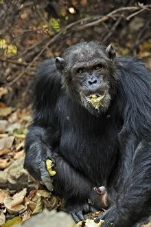 Images Dated 14th September 2008: Eastern Chimpanzee / Common Chimpanzee eating a fruit