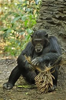 Images Dated 14th September 2008: Eastern Chimpanzee / Common Chimpanzee eating
