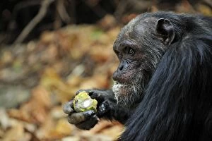 Chimpanzees Gallery: Eastern Chimpanzee / Common Chimpanzee eating a fruit