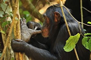 Chimpanzees Gallery: Eastern Chimpanzee / Common Chimpanzee foot
