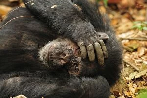 Images Dated 12th September 2008: Eastern Chimpanzee / Common Chimpanzee resting