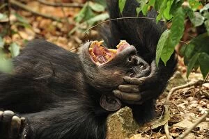 Images Dated 12th September 2008: Eastern Chimpanzee / Common Chimpanzee resting yawning