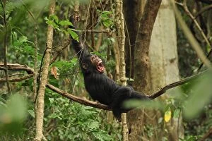 Images Dated 12th September 2008: Eastern Chimpanzee / Common Chimpanzee resting calling