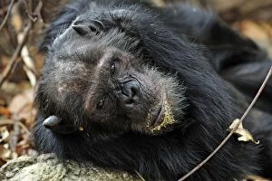 Images Dated 14th September 2008: Eastern Chimpanzee / Common Chimpanzee resting