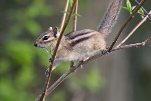 Images Dated 13th May 2005: Eastern Chipmunk North USA. _A2A3347