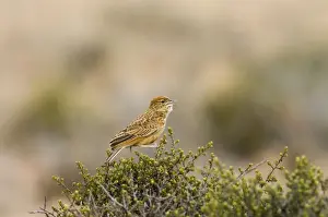 Eastern Clapper Lark - Male singing from perch. Insectivorous, also taking grass and forb seeds. Inhabits highveld grasslands. Near endemic in subregion. Mountain Zebra National Park, Eastern Cape, South Africa