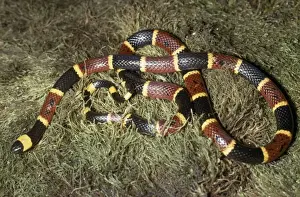 Eastern Coral Snake Florida Everglades, USA