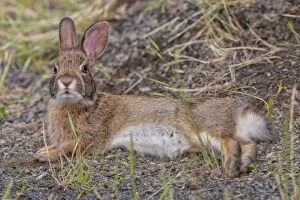 Eastern Cottontail - laying down in a saltmarsh path