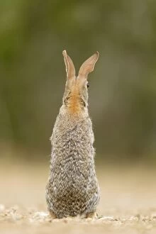 Images Dated 2nd May 2012: Eastern Cottontail Rabbit