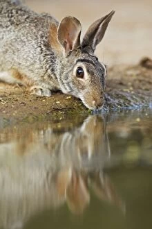 Images Dated 30th April 2012: Eastern Cottontail Rabbit - drinking