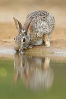 Eastern Cottontail Rabbit - drinking
