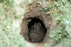 Sheltering Collection: Eastern Cottontail Rabbit Hiding in Prairie Dog hole. North Dakota, USA
