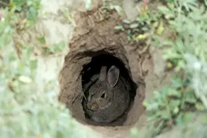 Eastern Cottontail Rabbit Hiding in Prairie Dog hole. North Dakota, USA