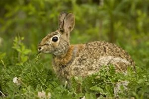 Images Dated 12th May 2005: Eastern Cottontail Rabbit -Lives in heavy brush-strips of forest with open areas nearby-edges of