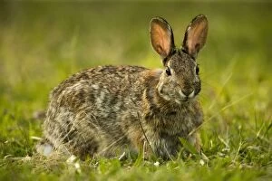 Images Dated 10th May 2005: Eastern Cottontail Rabbit - Pennsylvania, USA -Lives in heavy brush-strips of forest with open