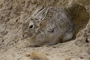 Images Dated 18th June 2010: Eastern Cottontail (Sylvilagus floridanus)