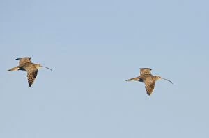Eastern Curlews - In flight