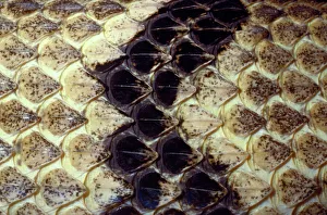 Rattlesnakes Collection: Eastern Diamond-back Rattlesnake USA