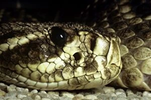 Rattlesnakes Collection: Eastern Diamondback Rattlesnake - heat sensory pit